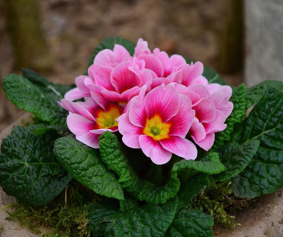 BesserwisserK's tweet photo. 5. Februar 2026 - Tag der Primel
Am 5. Februar feiert man den Tag der Primel. Dieser Tag eignet sich perfekt, um eine Primelblüte an ein Revers zu heften oder eine im Haar zu stecken.
#Aktionstag #Blume #Pflanze #TagderPrimel
https://t.co/kSTmUVdwLm https://t.co/FkHhELSPyG