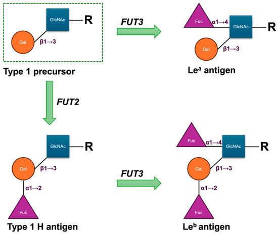 medsci_MDPI's tweet image. 🔍 FUT3 genetic diversity matters! A new study reveals key haplotypes associated with Lewis antibody production in Thai blood donors.

👉 mdpi.com/2076-3271/13/4…

#BloodGroup #Immunogenetics #OpenAccess 🧬✨