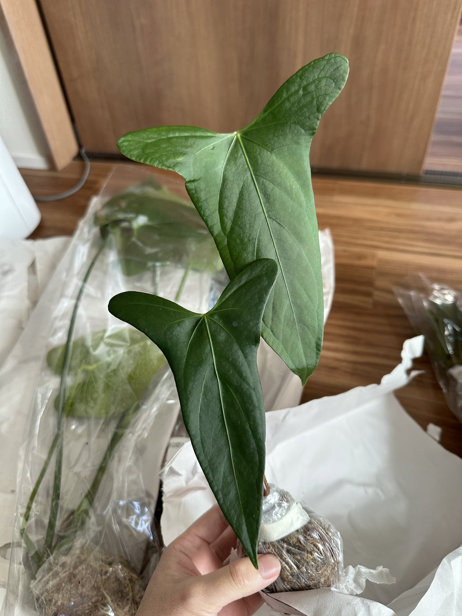 Masaya (@masaya_zxrs) / Posts / X