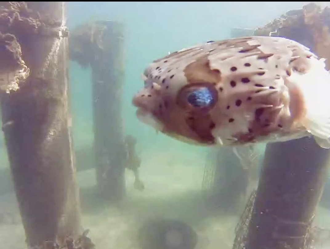 UMITRON | ウミトロン 公式 tweet media