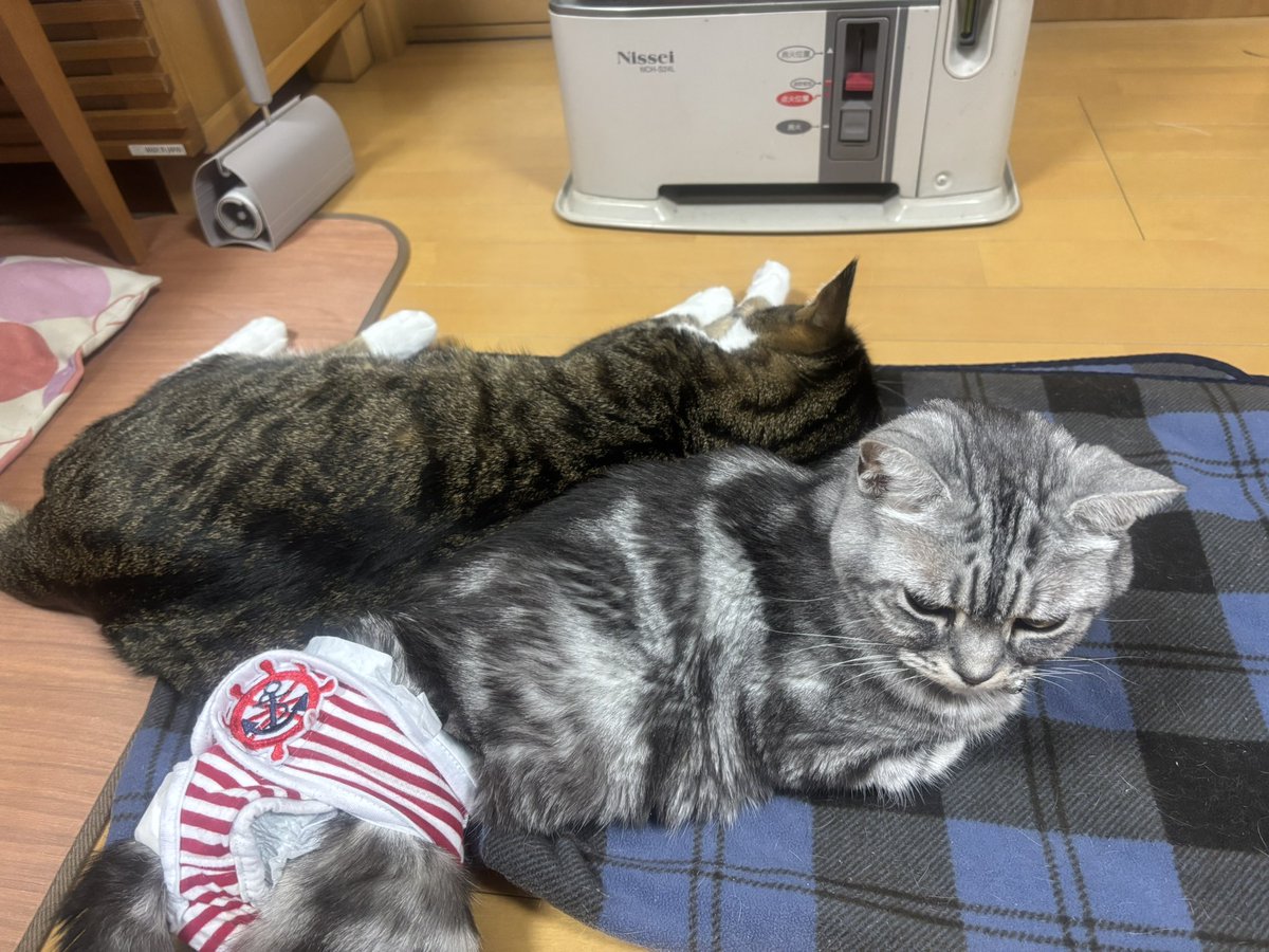 chatarolight's tweet photo. 寒くなってから、膀胱炎、肺炎、気管支炎…とずっと体調がさえない雷斗

最近はほとんど動かないし、食欲も少し落ちてきちゃった

もうすぐ15歳
ハイシニアだもんね…

でも、まだまだ一緒にいたいから、母ちゃんお世話頑張るね
好きな物いっぱい食べて、体力つけようね

#ハイシニア猫　#猫介護 https://t.co/tCN5F31Wm4