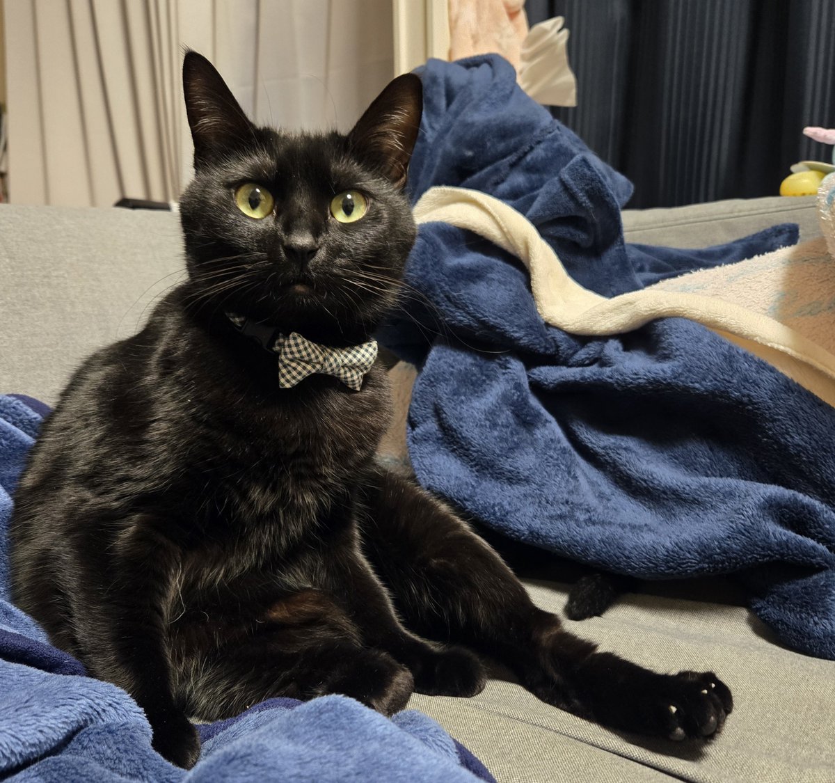 のある@黒猫垢 (@noaru529) / Posts / X