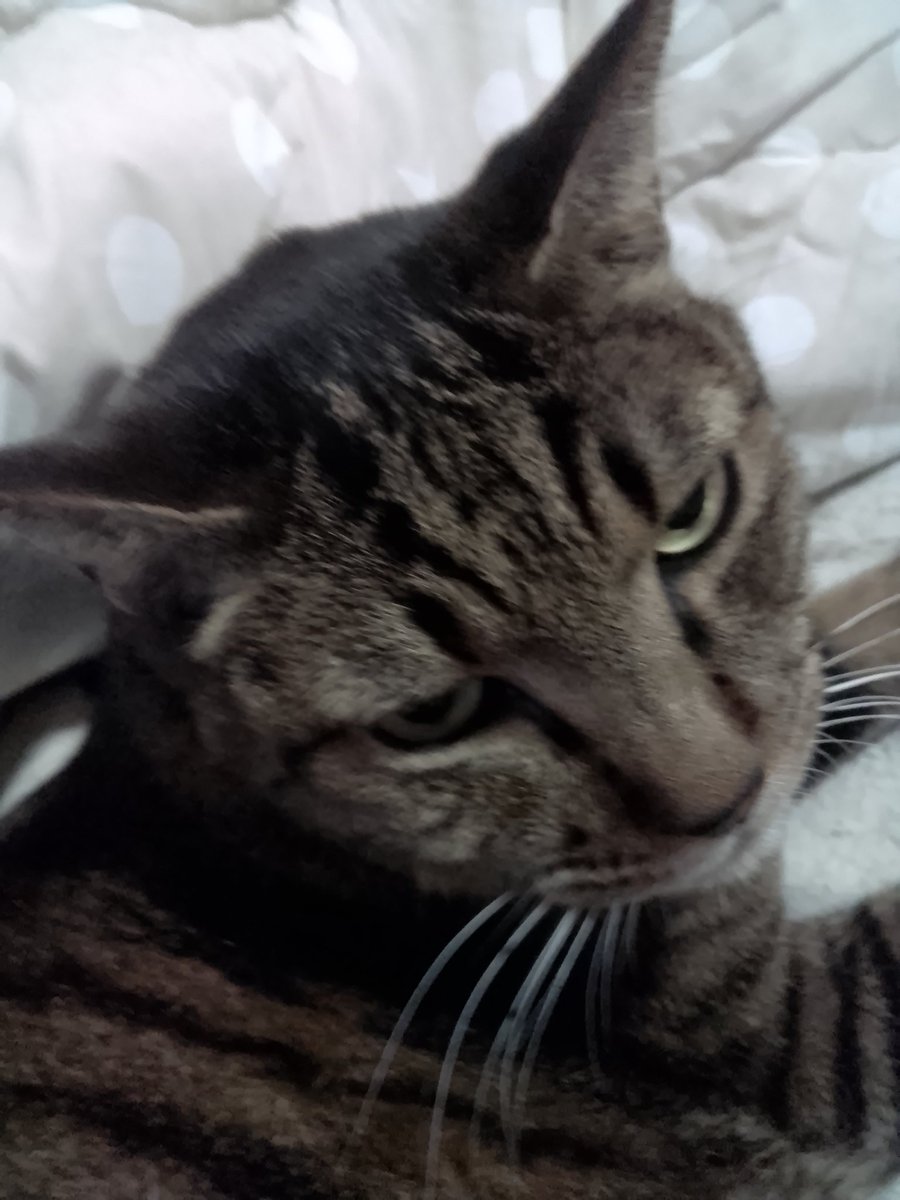 ガン見にゃんこ ΦωΦ✧ΦωΦ✧