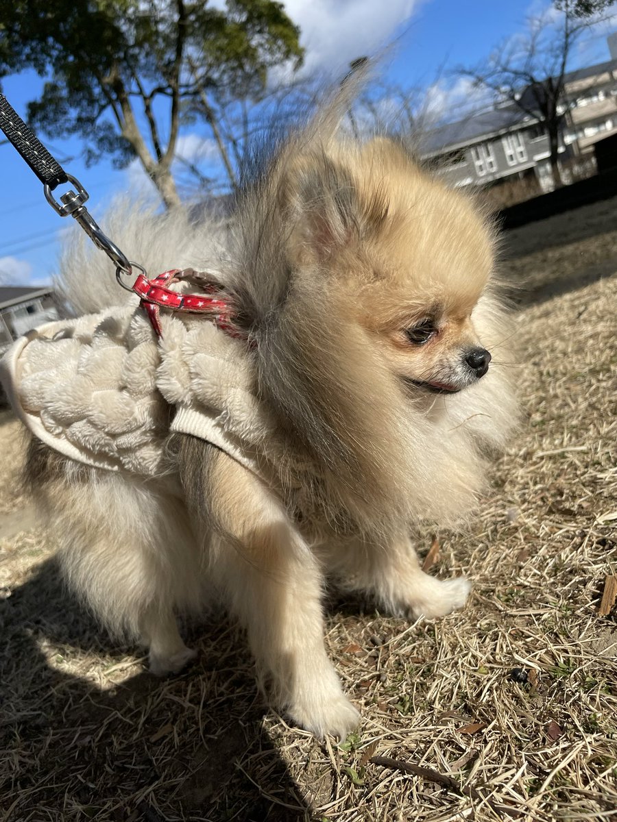 🦊ポメコーギーうめちゃん茶白 🐻‍❄️白ポメラニアンこうめちゃん