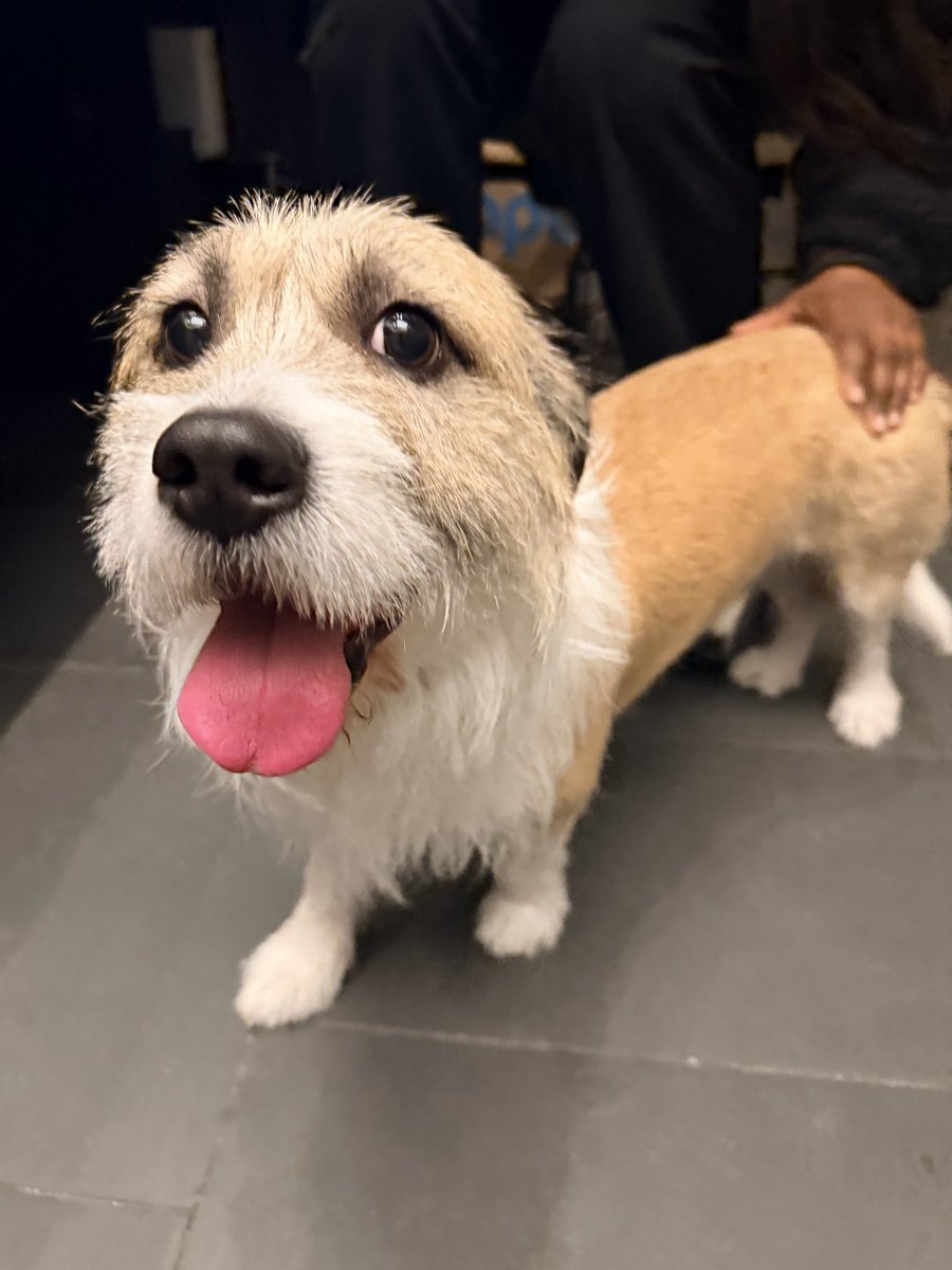 sethalterman25's tweet photo. Lost dog in Washington DC found in the navy yard neighborhood on Half Street SE running towards the ballpark, no microchip, no collar, not spayed or neutered estimated to be 2.5-3 years old. I am fostering him to keep him warm, Help me find his owners @nbcwashington https://t.co/9Z1RPWUn79