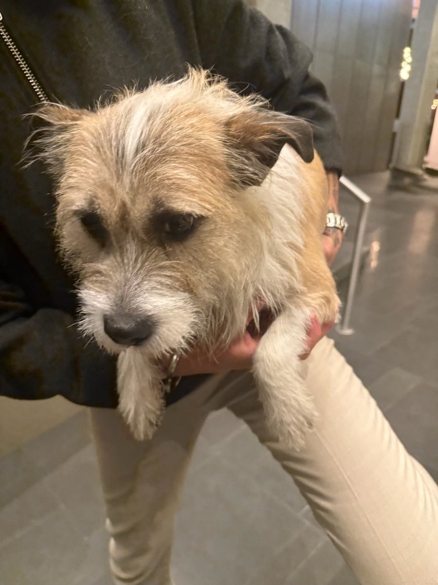 sethalterman25's tweet photo. Lost dog in Washington DC found in the navy yard neighborhood on Half Street SE running towards the ballpark, no microchip, no collar, not spayed or neutered estimated to be 2.5-3 years old. I am fostering him to keep him warm, Help me find his owners @nbcwashington https://t.co/9Z1RPWUn79