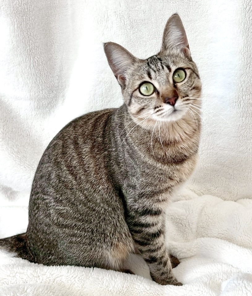 しあわせにゃんこ (@shiawasenyan_22) / Posts / X