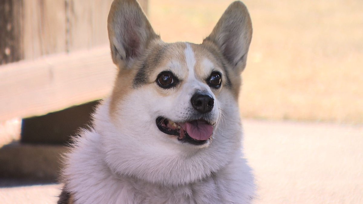 りつ corgi♡ (@0117kotarou) / Posts / X