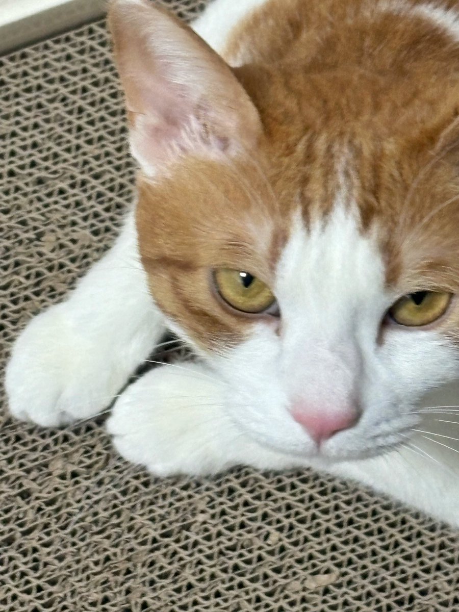 ninicrease's tweet image. #블루레이디 #블루레이디트친소 #블루레이디_트친소

안녕하세요
4일차에 400명의 친구라니 🫢 
신기하고 그렇습니다 
사실 저는 아주 귀엽고 예쁘고 사랑스러운 
치즈냥이 집사입니다 .
카페도 가고 디자인도하고 예쁜거 좋아하고 구경다니는거 좋아해요 
저와 친구가 되어주시겠습니까? 🫶🏻