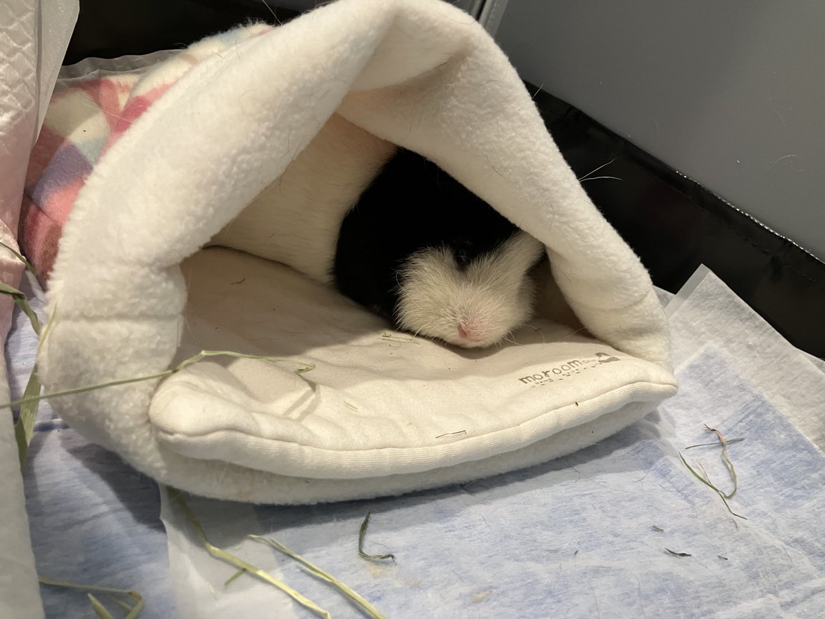 _mortissimo's tweet image. 🐼寝袋もさいこぉー