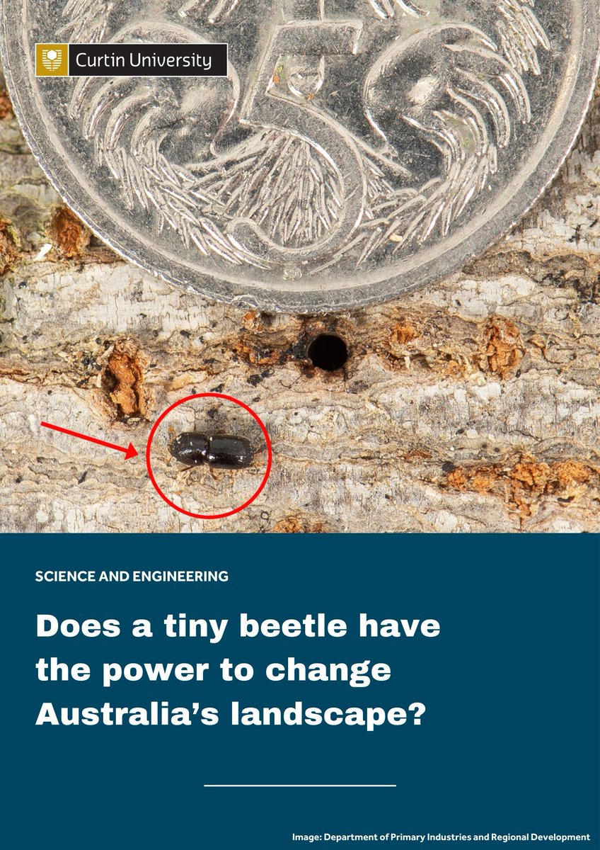 CurtinMedia's tweet photo. Are Australia’s trees in danger? A new @CurtinUni study warns a fast-spreading beetle could hit cities and farming regions nationwide. Led by Dr Andrew Coates with Prof Ben Phillips, the research shows the east coast is at high risk. Early detection is key. #CurtinResearch https://t.co/ja9sT4Ea2l
