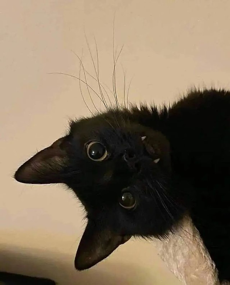 PunchingCat's tweet photo. https://t.co/oDw3bqYSJ3