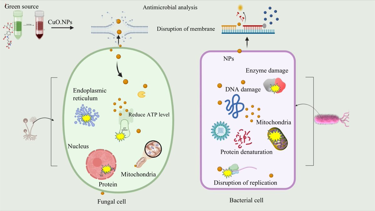 MaximumAcademic's tweet image. #FruitRes
Green synthesized CuO.NPs from M. indica leaf extract exhibit antibacterial, antifungal, and antioxidant activities, showing promise for phytopathogenic disease control.
@HortiPlant #Nanotechnology
Details: maxapress.com/article/doi/10…