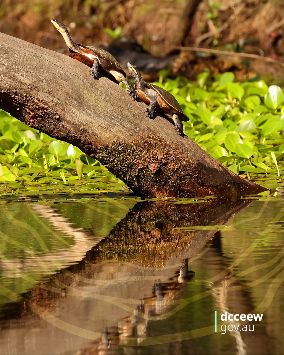 DCCEEW's tweet image. A review is under way into the role of the Inspector-General of Water Compliance. This is to help ensure it adds value in the management of the #MurrayDarlingBasin.
Have your say by 11pm, 25 Feb 2026: Take our survey or make a submission. 
#HaveYourSay #MDBasin