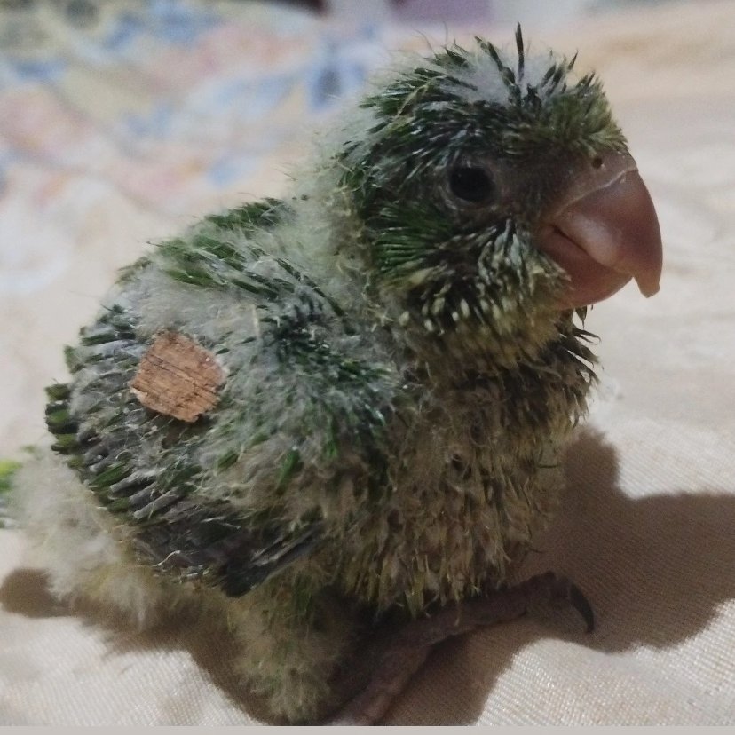 zephyrxnthes's tweet image. no quería que crezca yo quería que se vea como un hongo del pan toda su vida 😭😭😭😭😭😭