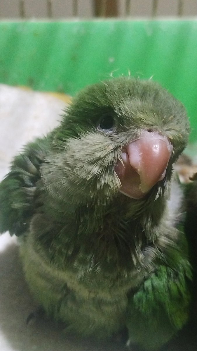 zephyrxnthes's tweet image. no quería que crezca yo quería que se vea como un hongo del pan toda su vida 😭😭😭😭😭😭