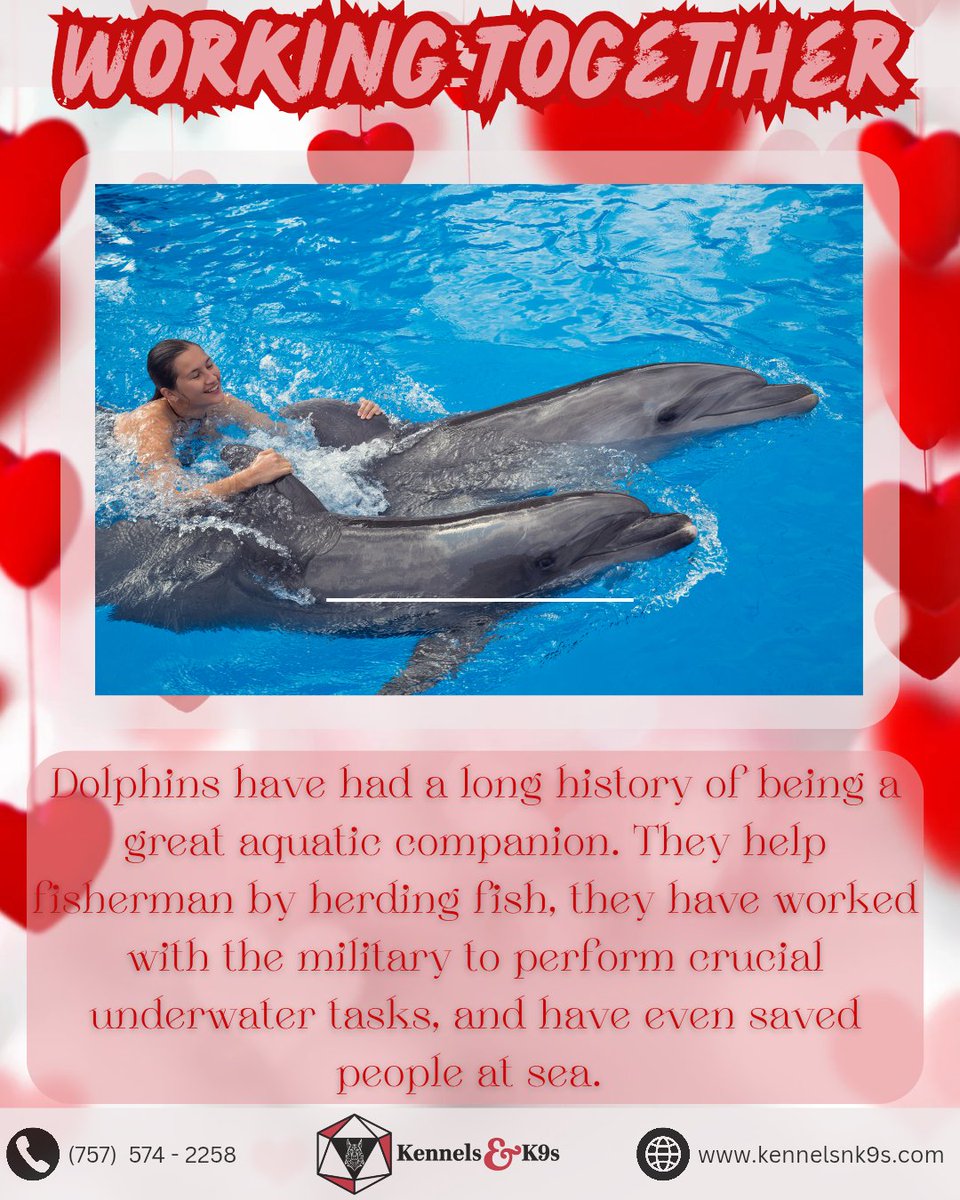 KennelsnK9s's tweet image. Anyone else remember watching "Flipper" every morning when they were young?

#kennelsnk9s #workinganimals #dolphinfacts #dolphins #flipper