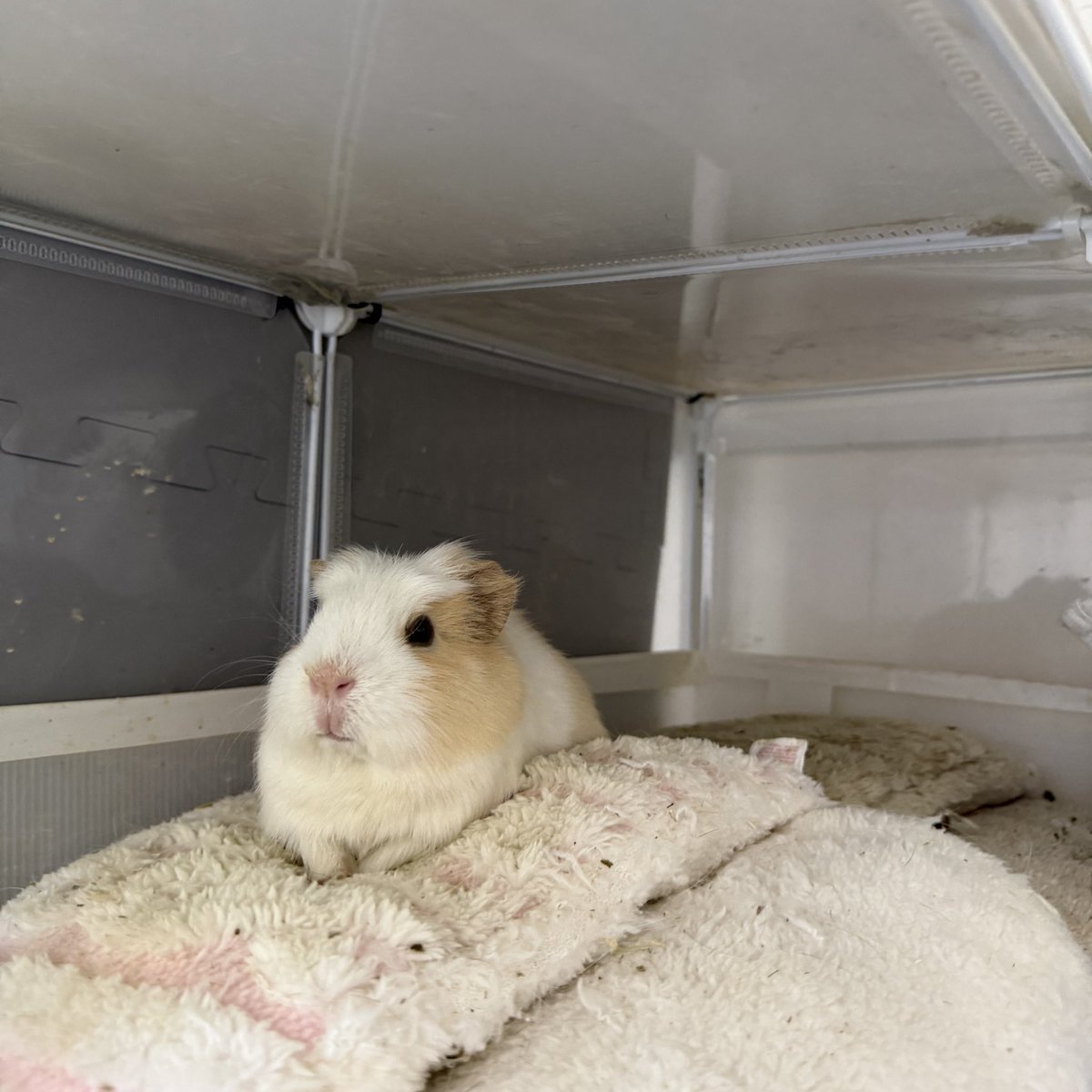 rudoong's tweet image. 고민 중…