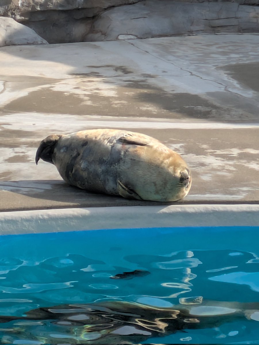 鴨シーなう
とてもラブリー🥰