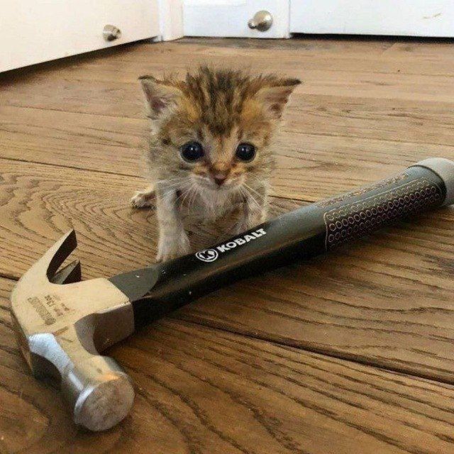 ᅠ* 𝒅͟𝐚͟𝐧͟𝐢𝐞𝐥𝐚。 tweet media