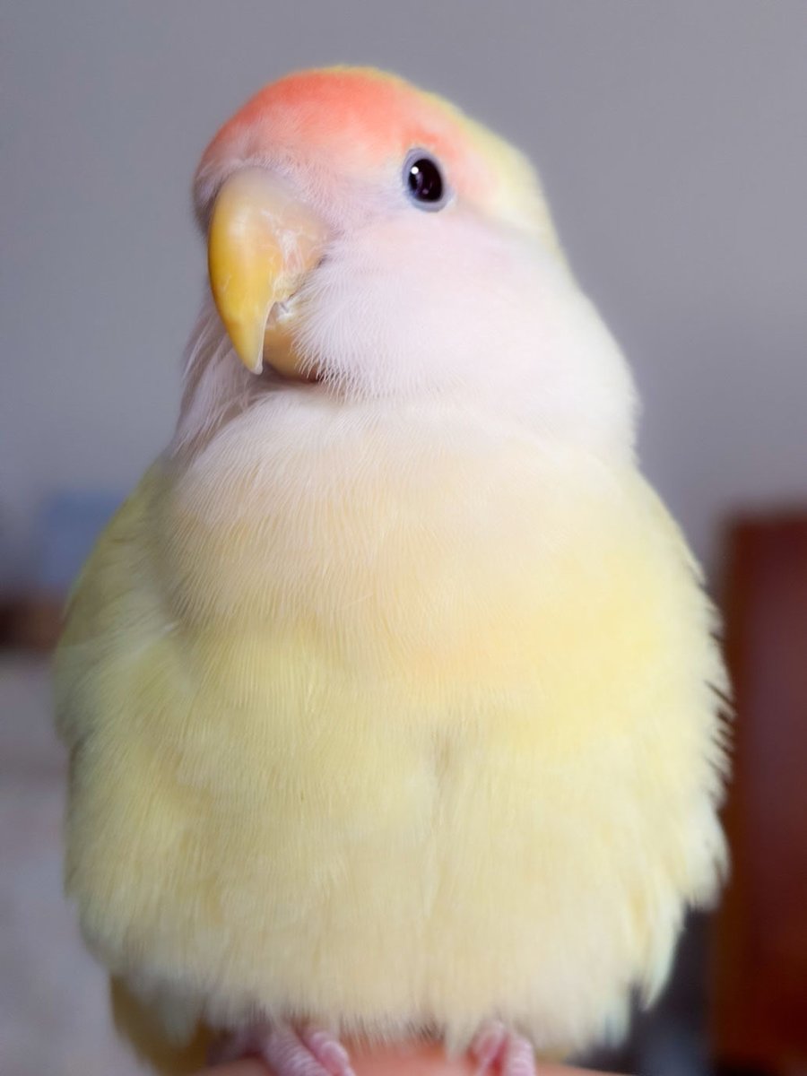 もっふり柚子ちゃん💛