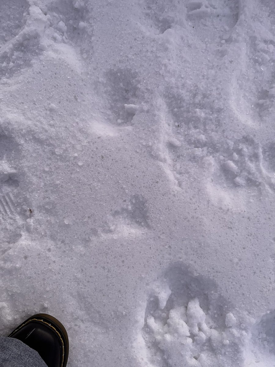 starshad0's tweet photo. snowboarding from last week https://t.co/WtzLYzkbyd