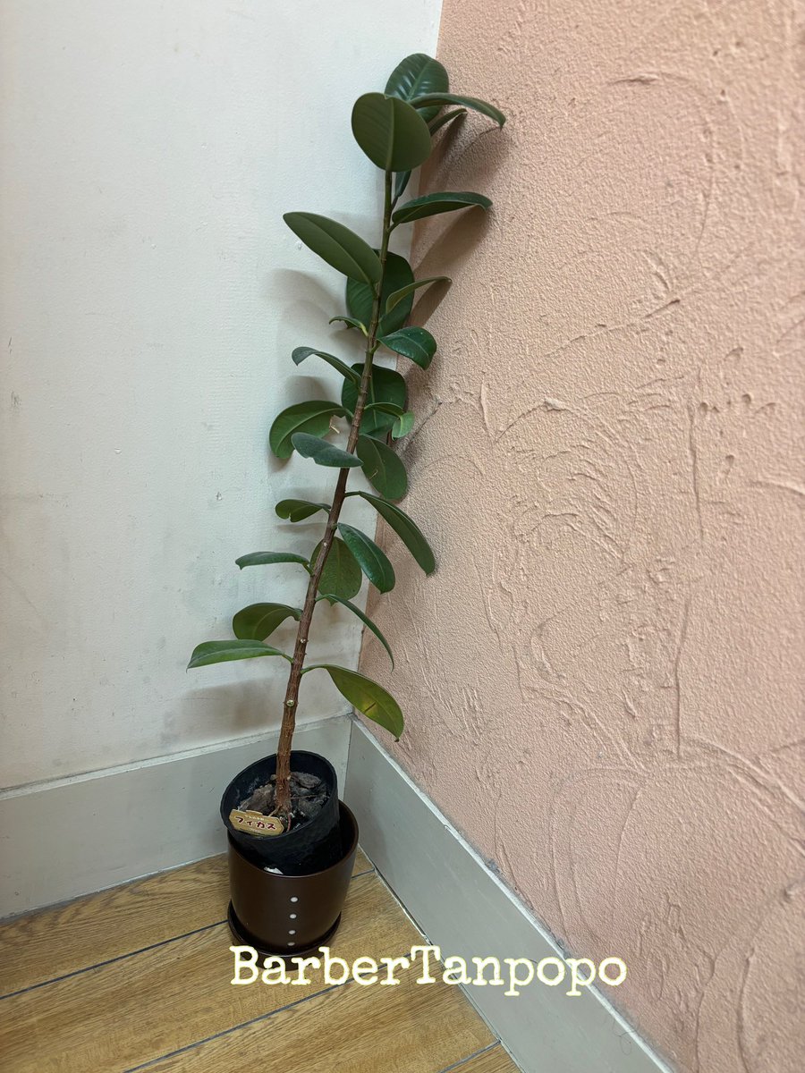 Barbertanpopo's tweet photo. おはようございます！

明日2月6日（金）は、以前お伝えしていた通りお休みです。
念のため前日にもう一度お知らせでした！
また7日以降のご来店をお待ちしています。

#バーバータンポポ #BarberTanpopo #BARBERTANPOPO #カット #理容室 #散髪屋 #吹田市 #五月が丘  #亥子谷 #男性カット https://t.co/XaV1U24fnc