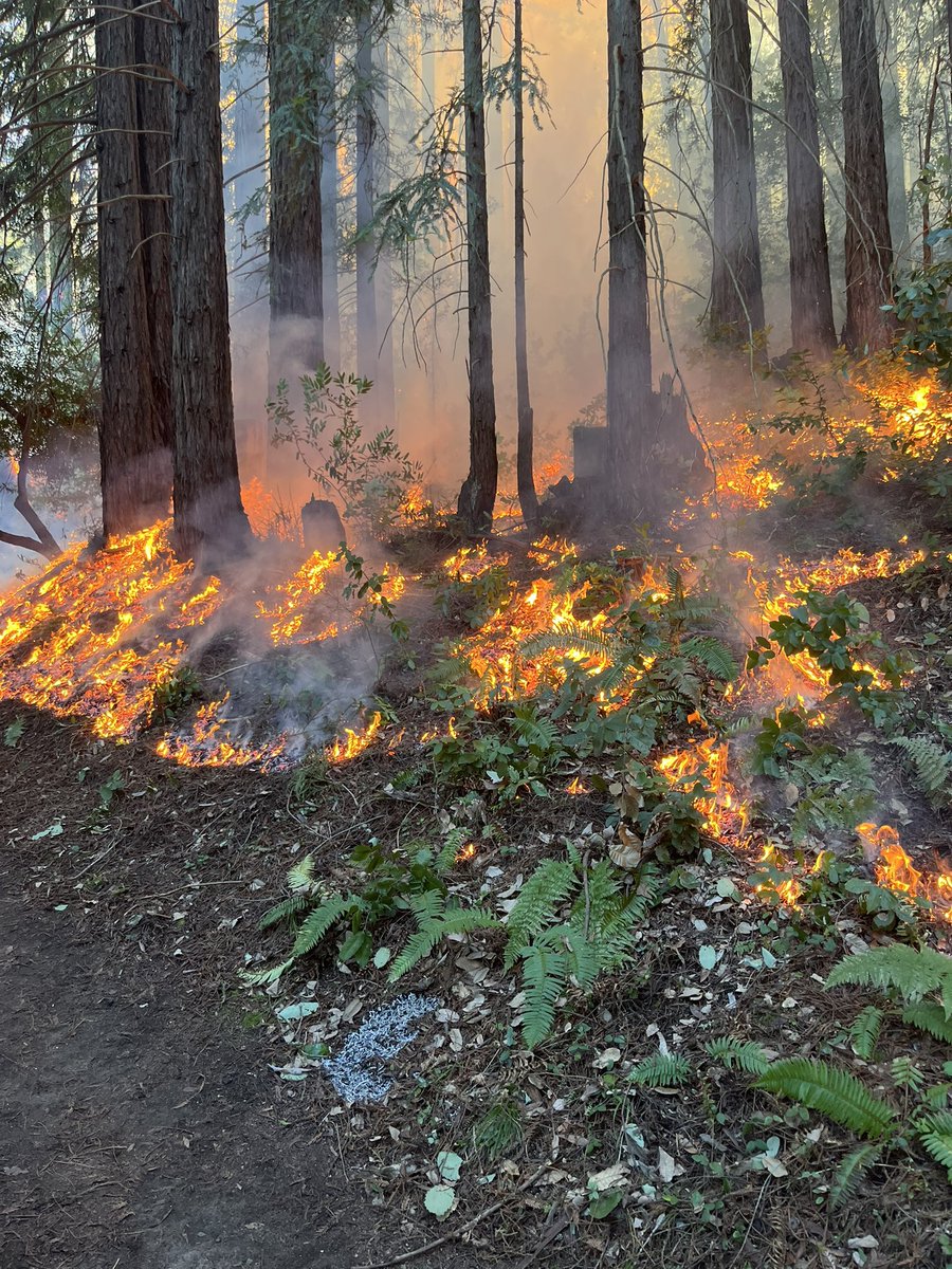 CALFIRELNU's tweet photo. On Wednesday, our Unit assisted @CAStateParks with a 12-acre prescribed burn at Jack London State Historic Park as part of their Wildfire and Forest Resilience Program. This project highlights the strong interagency collaboration across the region, where we’re accelerating vegetation management efforts that not only reduce wildfire risk, but also deliver long-term benefits across the landscape.