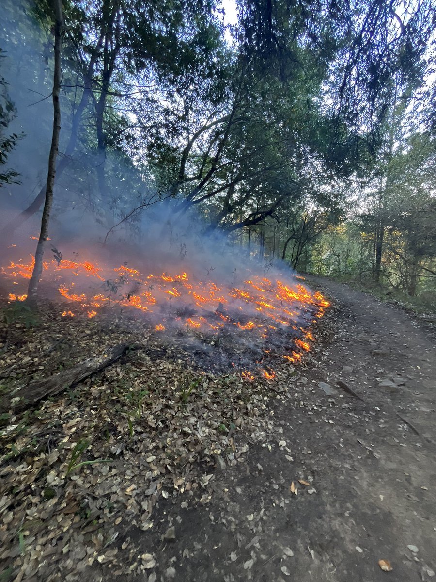 CALFIRELNU's tweet photo. On Wednesday, our Unit assisted @CAStateParks with a 12-acre prescribed burn at Jack London State Historic Park as part of their Wildfire and Forest Resilience Program. This project highlights the strong interagency collaboration across the region, where we’re accelerating vegetation management efforts that not only reduce wildfire risk, but also deliver long-term benefits across the landscape.