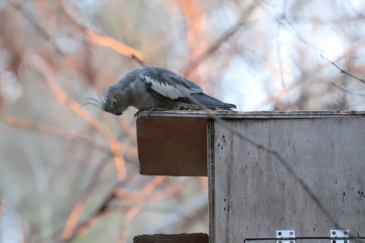先日園内に巣箱を設置しました🛠️
さっそく内見に来たオカメインコ🦜
これからインコたちの繁殖行動にも注目です❗️

#オカメインコ
#繁殖期
#巣箱
#本日開園中
#キャンベルタウン野鳥の森
