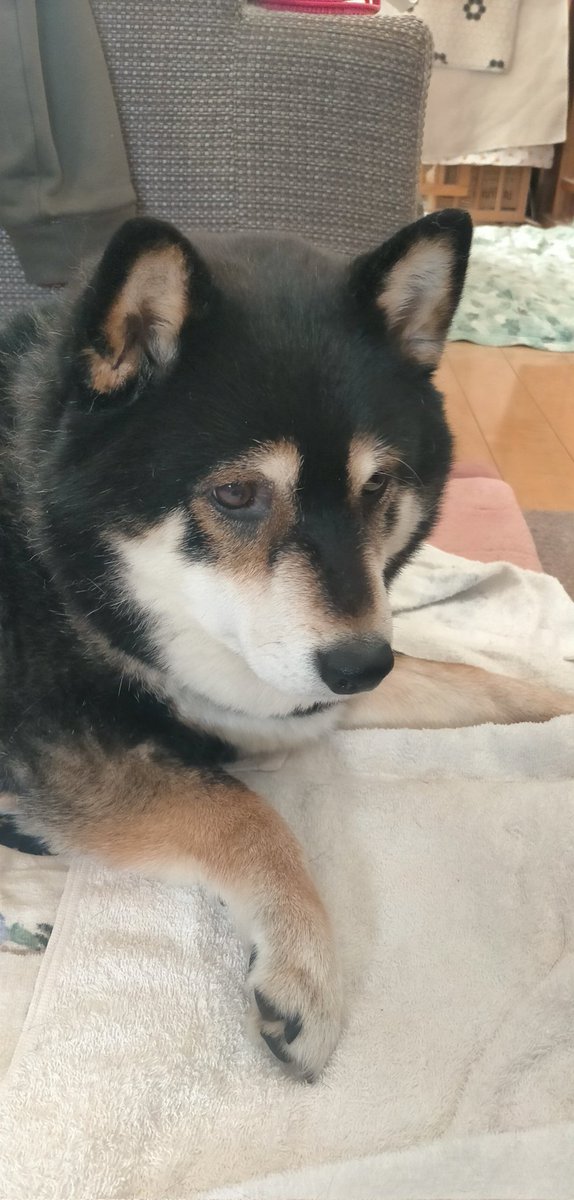 まめたろう (@mamemamemakmaki) / Posts / X