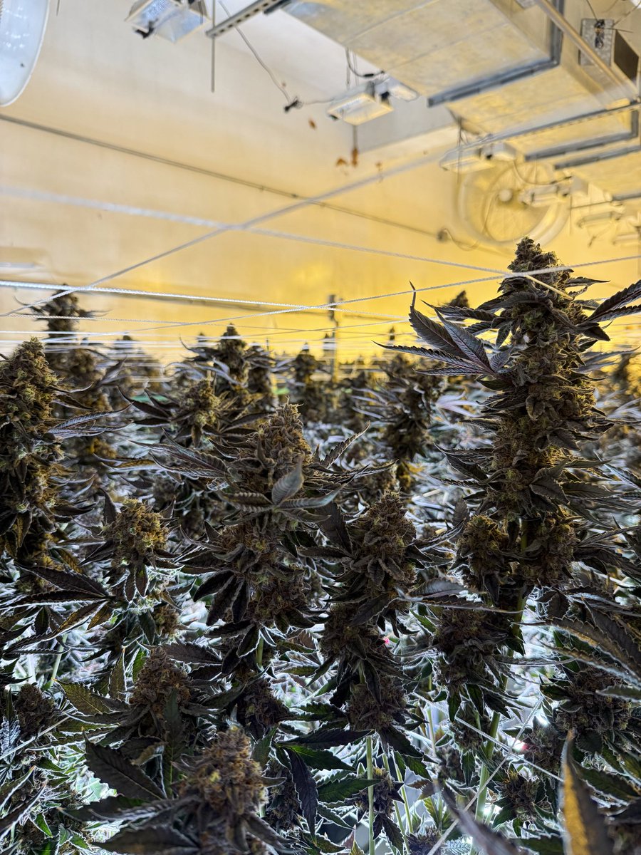 Traditional tweet media