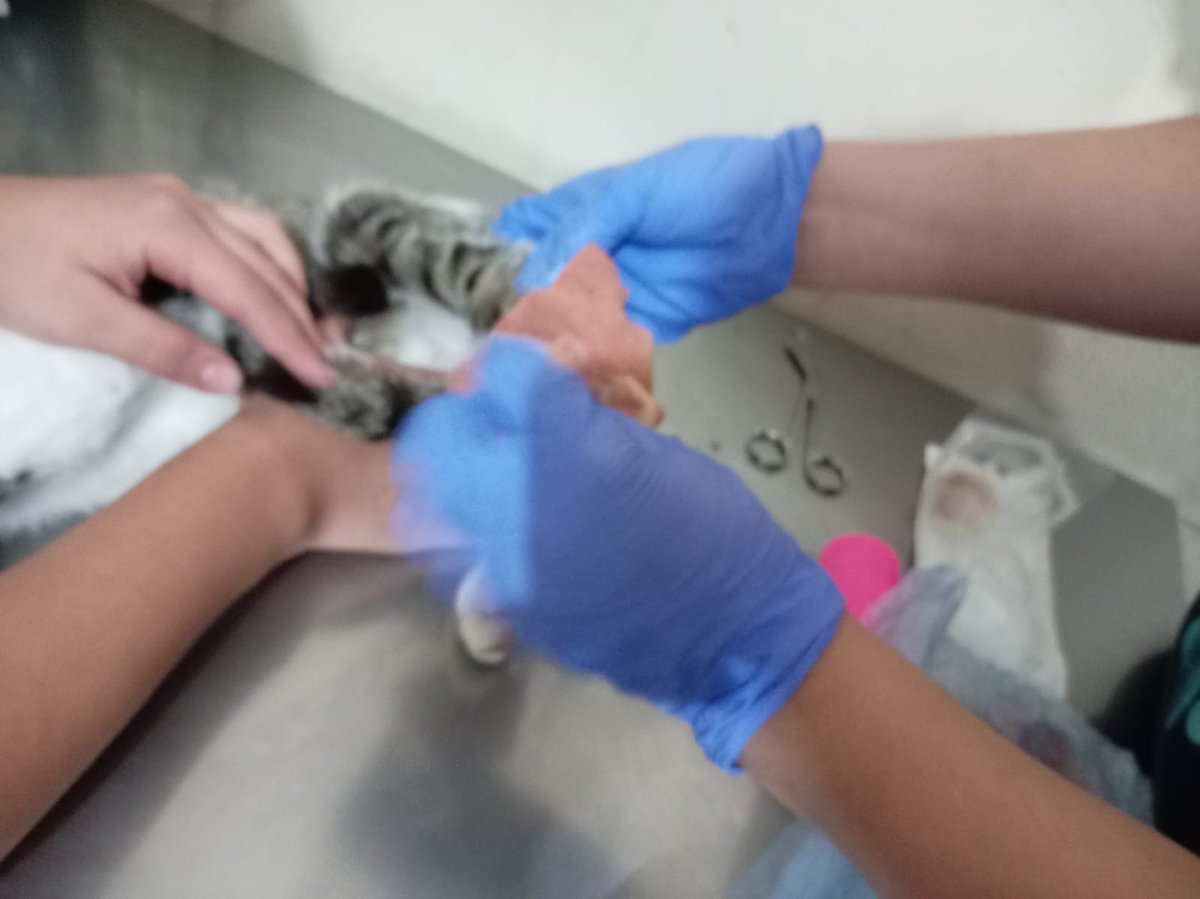 Actualización de Hiccup Haddock:
Por recomendación de veterinario se observará para ver si le nace piel naturalmente y evitar amputación de extremidad. Se lleva a curación y cambio de vendas 2 veces a la semana.
Se necesita pipeta y comida premium para q aumente peso. Le ayudan?