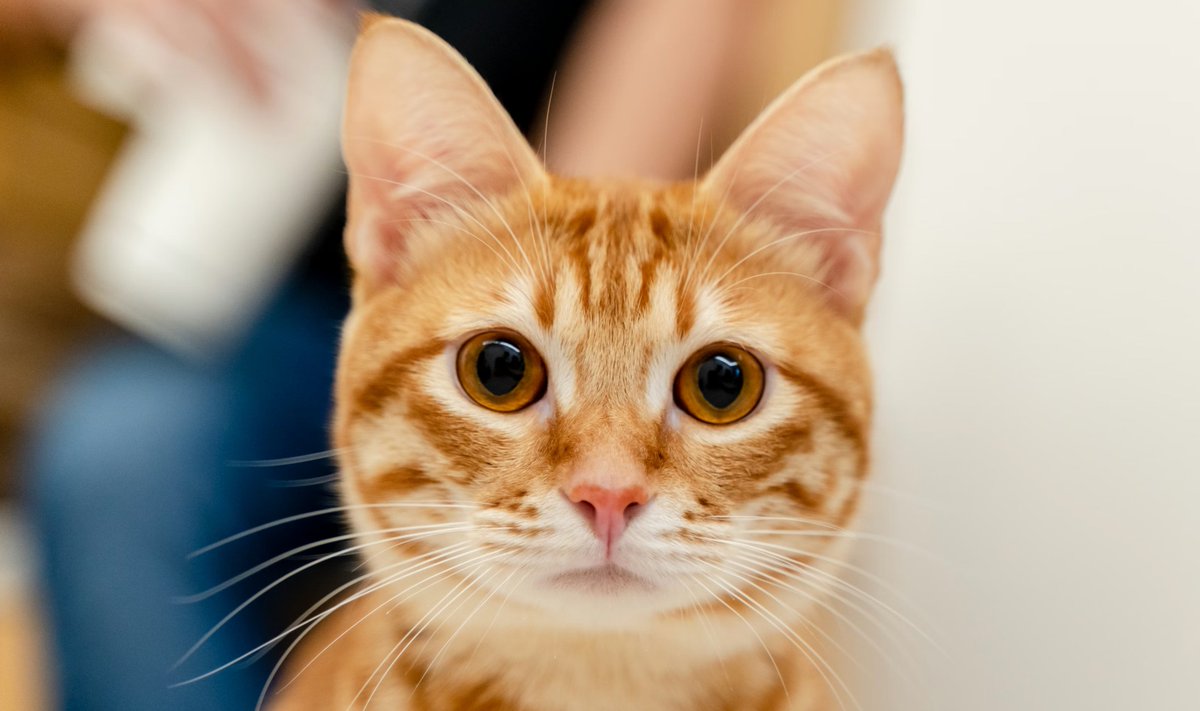 Xubin Ren tweet media