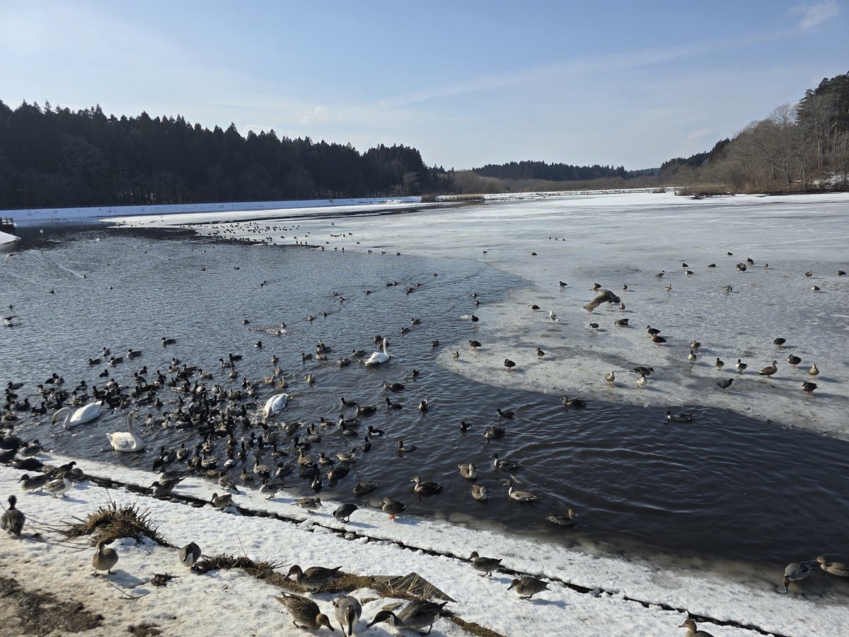 __kr1220__'s tweet photo. 白鳥見に行ったら、めっちゃカモ🦆
人懐っこいカモ🦆 https://t.co/k5lerhWdbt