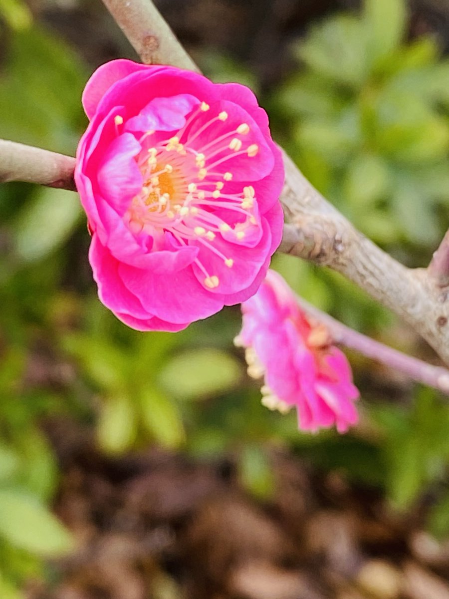 梅の花の香りに春を感じます🌸