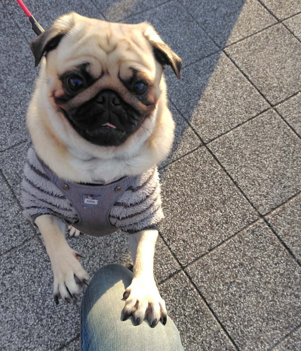 信号待ち中後ろからタックルされて、見るとパグの可愛い子ちゃん