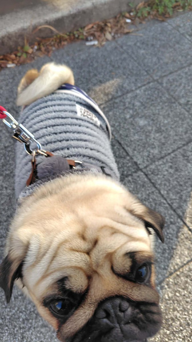 信号待ち中後ろからタックルされて、見るとパグの可愛い子ちゃん