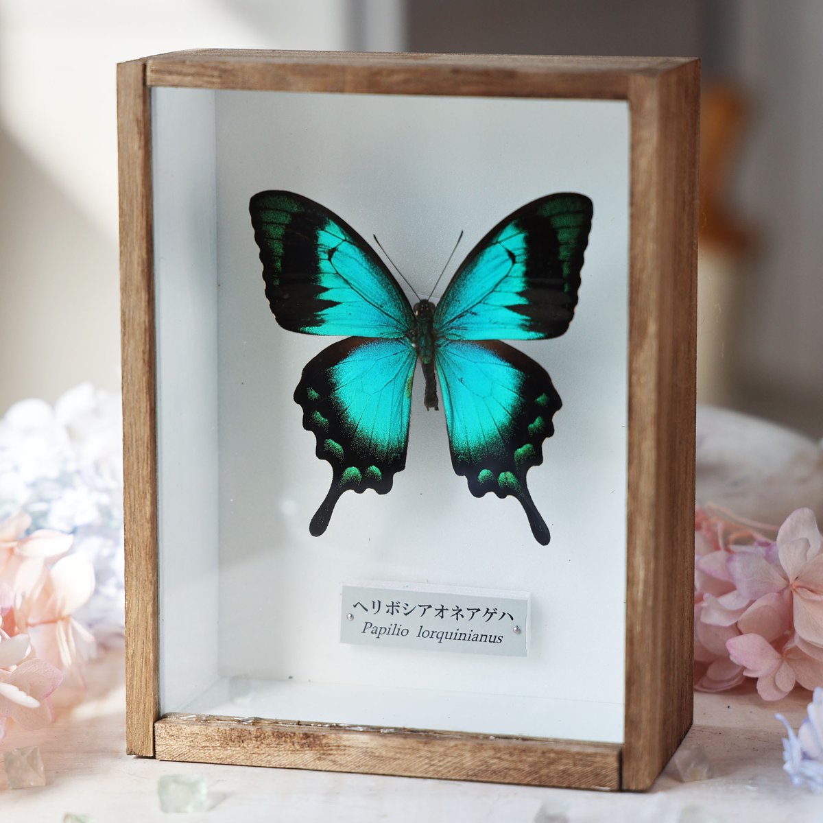 海福雑貨通販部の【蝶標本】に、蝶標本「ヘリボシアオネアゲハ」を1点
