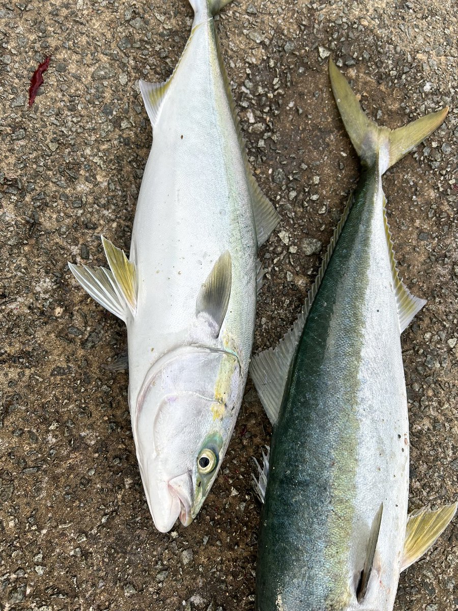 Fish throttle (クソ雑魚アングラー) tweet media