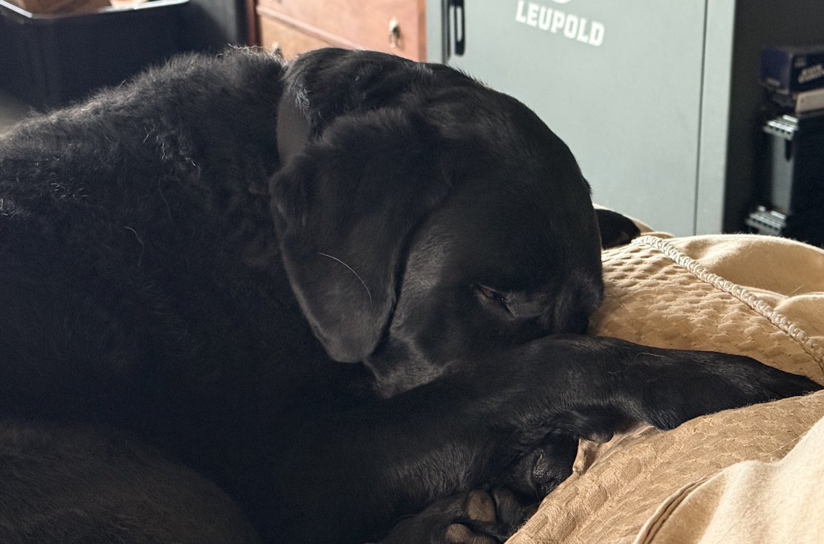 Sampson the Service Dog tweet media