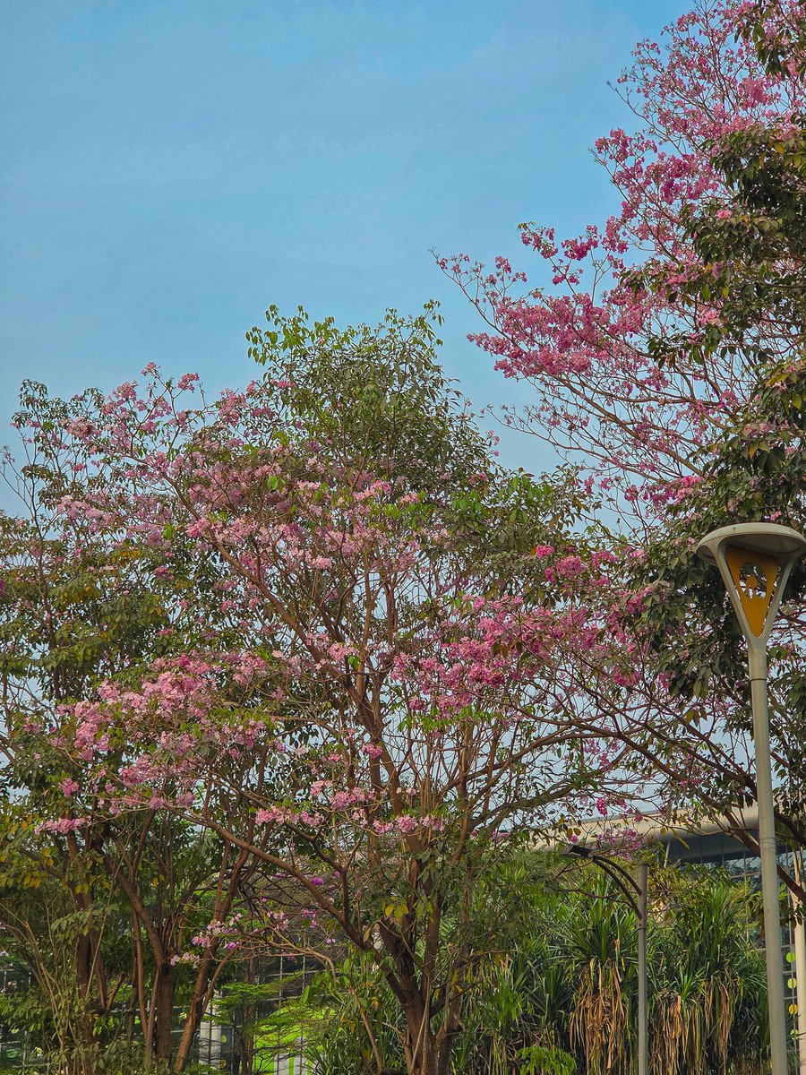 CatchMeAbhiOrb's tweet image. This isn't JAPAN / KOREA / DC ❌

This is NAVI MUMBAI ✅

This is my WORKSPACE ❤️

#Blossom #Sunsets