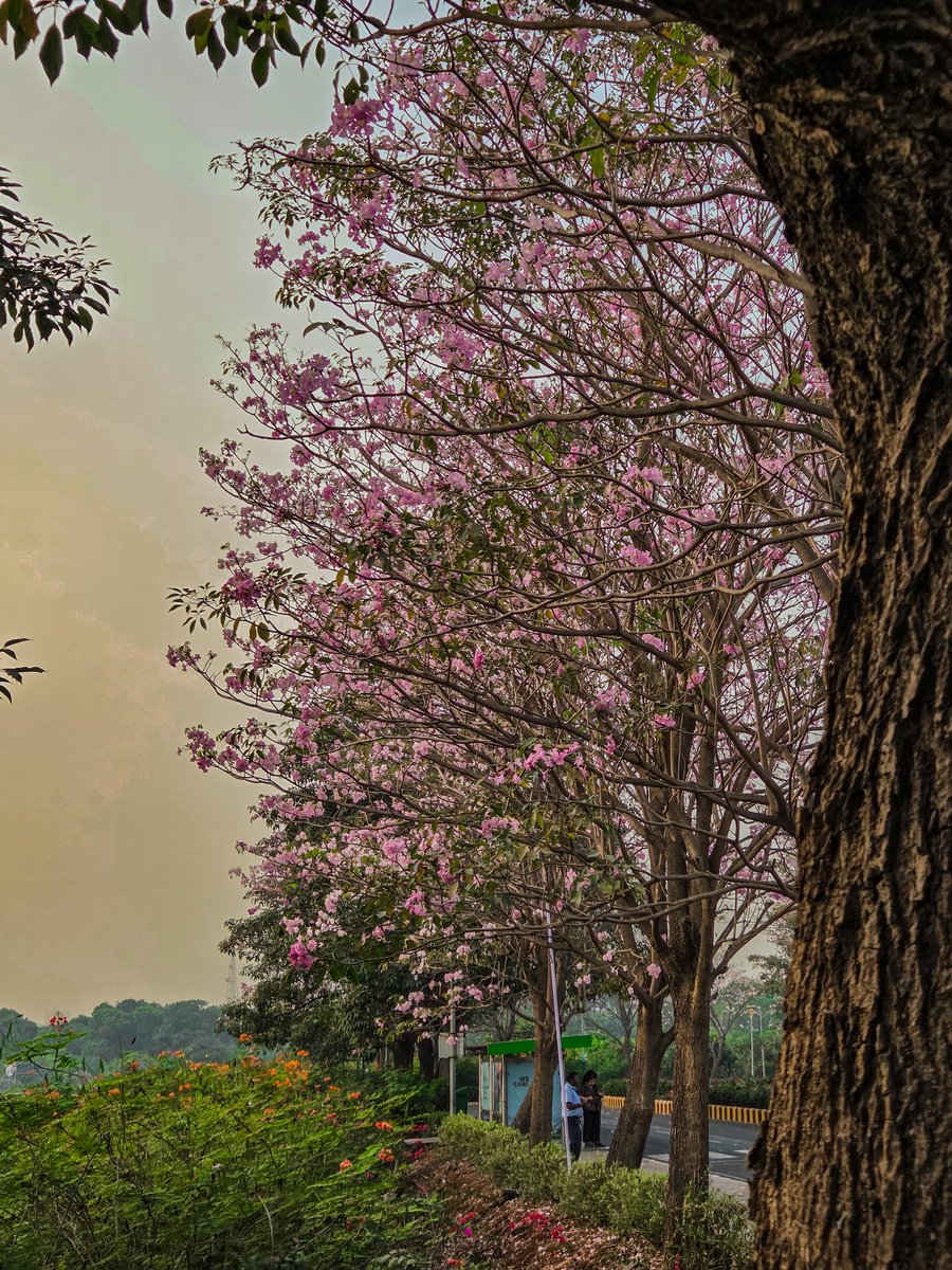 CatchMeAbhiOrb's tweet image. This isn't JAPAN / KOREA / DC ❌

This is NAVI MUMBAI ✅

This is my WORKSPACE ❤️

#Blossom #Sunsets