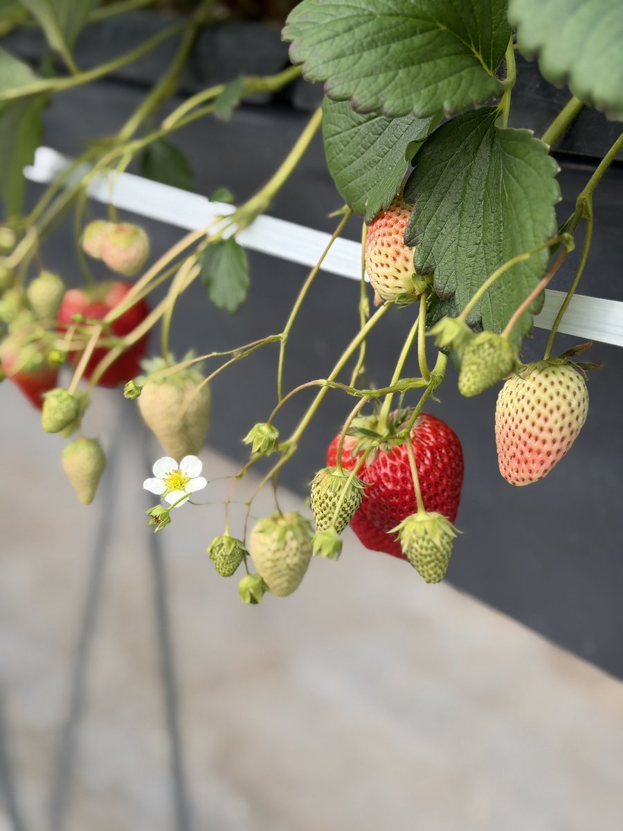 大阪エクセルホテル東急 tweet media