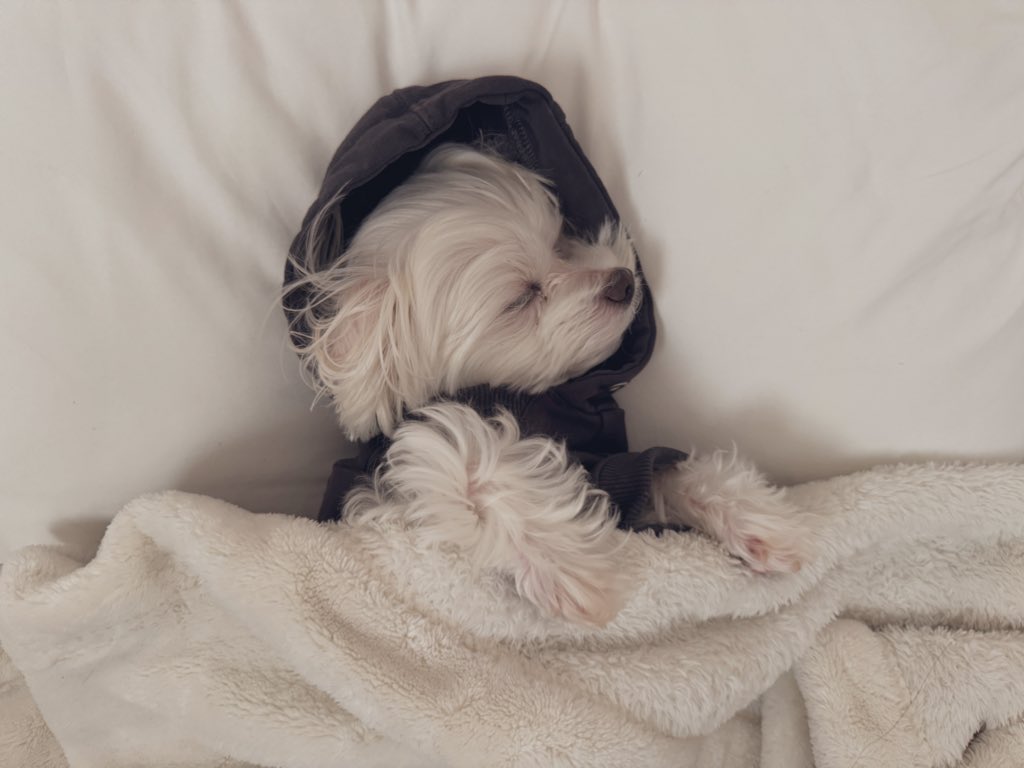 pon_muji's tweet photo. 飼い主が起きて、わんこは二度寝 https://t.co/IupY5LYkP6