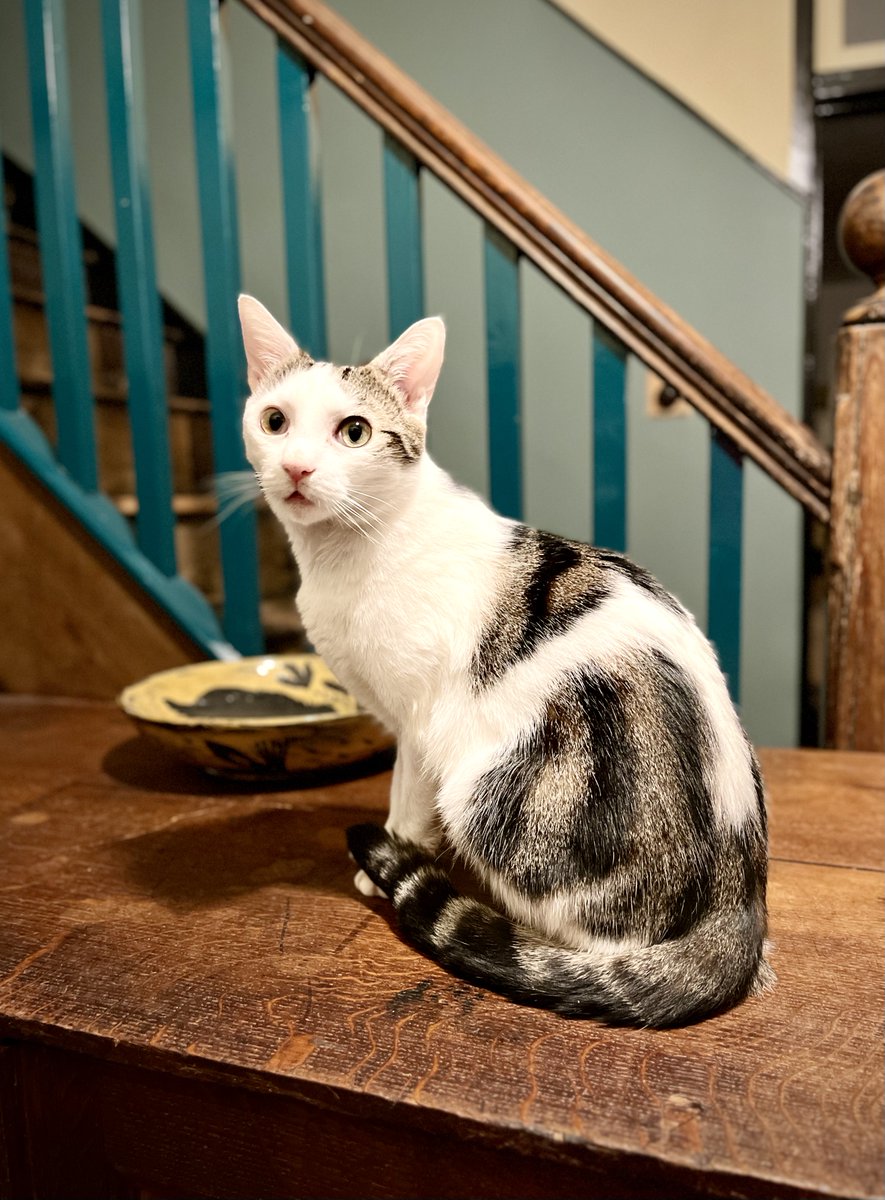 Barendina Smedley tweet media