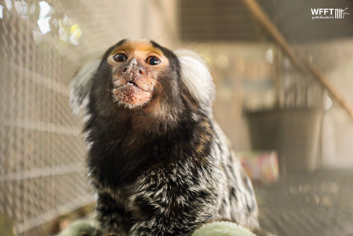 WFFThailand's tweet image. 🐒 Why #primates don’t belong in homes 🏠❌
Itzik the #marmoset arrived at #WFFT after previously being kept as a pet. He is now safe and receiving specialist care - a reminder that #wild #animals, no matter how small, have complex needs.