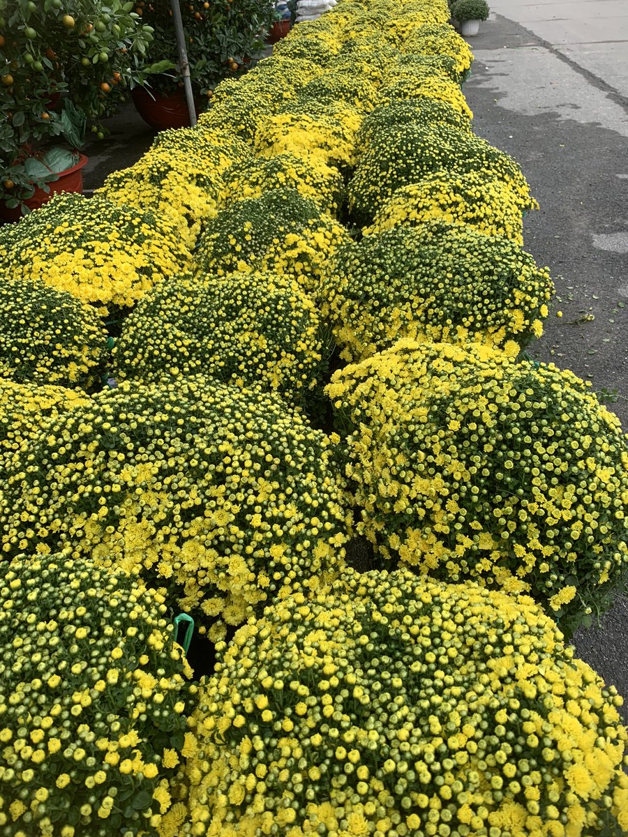 Bùi Nguyên | Enrick tweet media