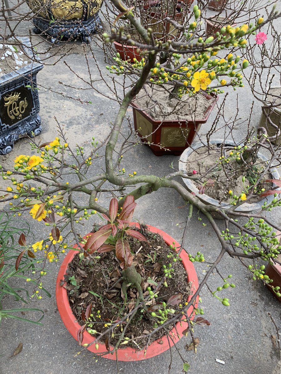 Bùi Nguyên | Enrick tweet media