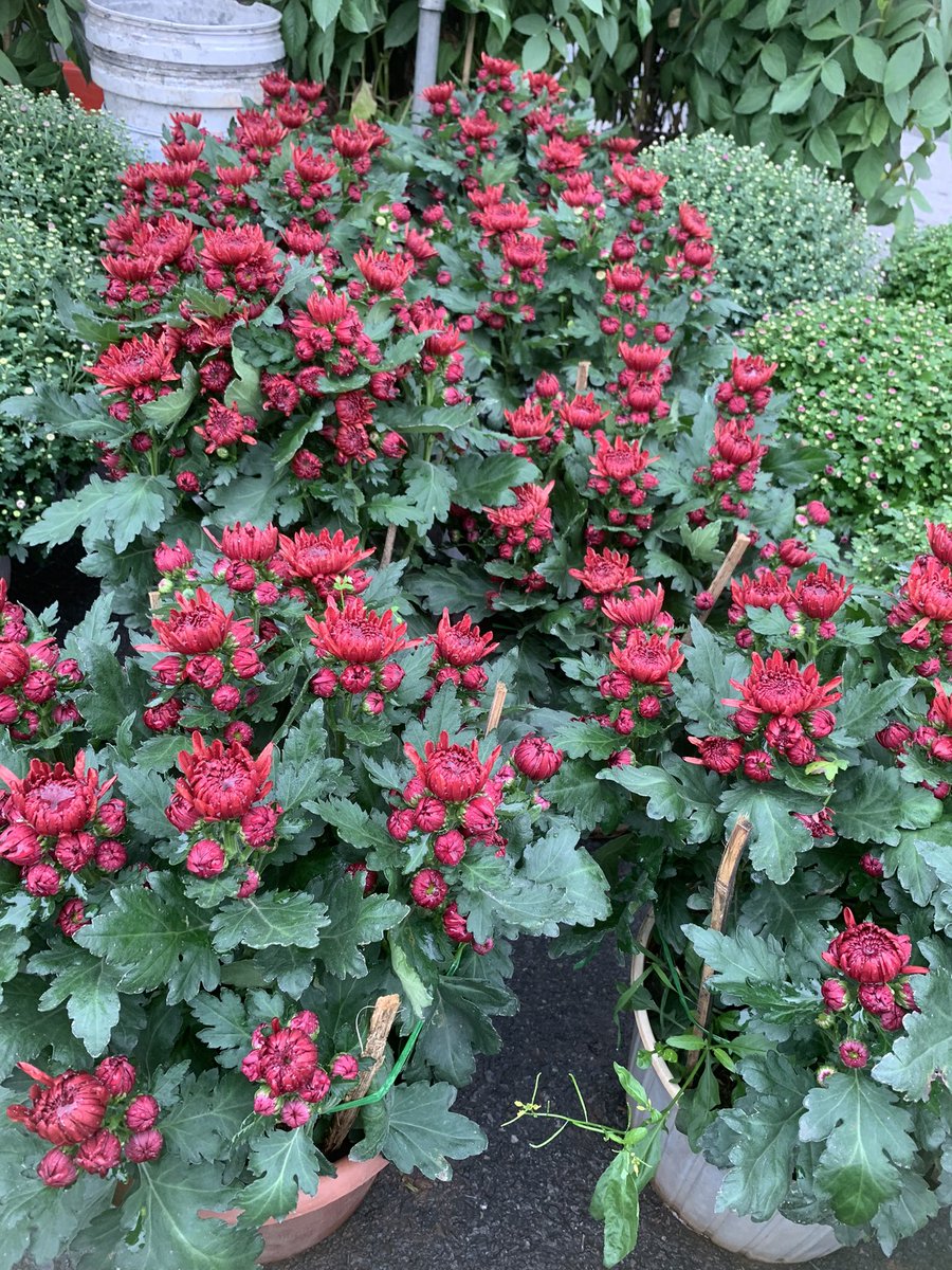 Bùi Nguyên | Enrick tweet media